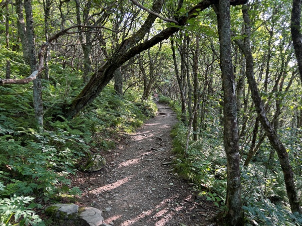 Craggy Gardens Trail