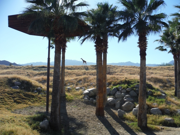 giraffe at palm springs