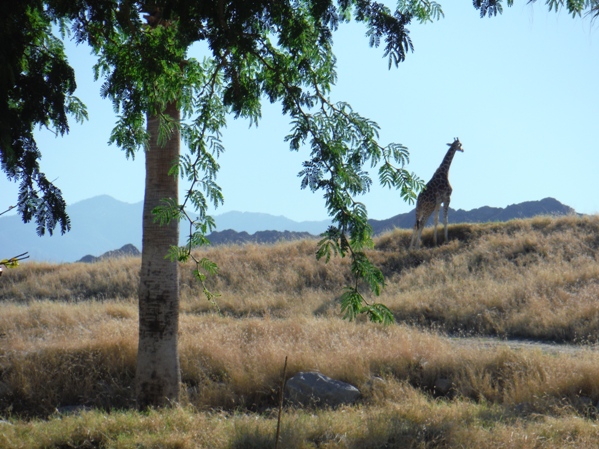 Living Desert 