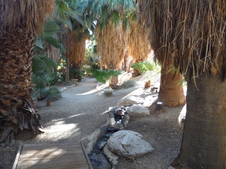 Palm Grove