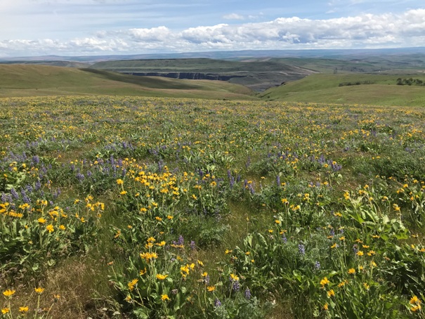 Columbia Hills Historical State Park