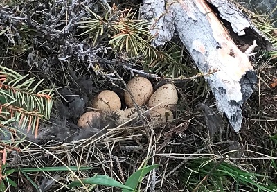 grouse eggs