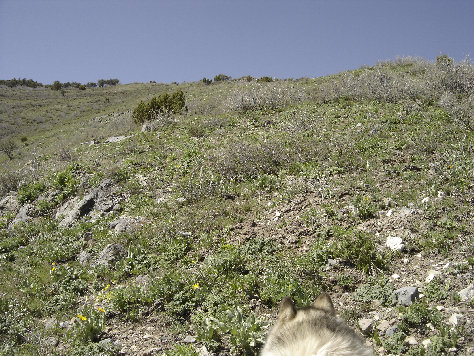 Johnson Pass Peak