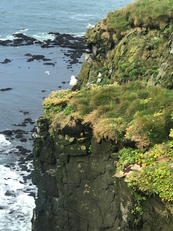 Latrabjarg Bird Cliffs