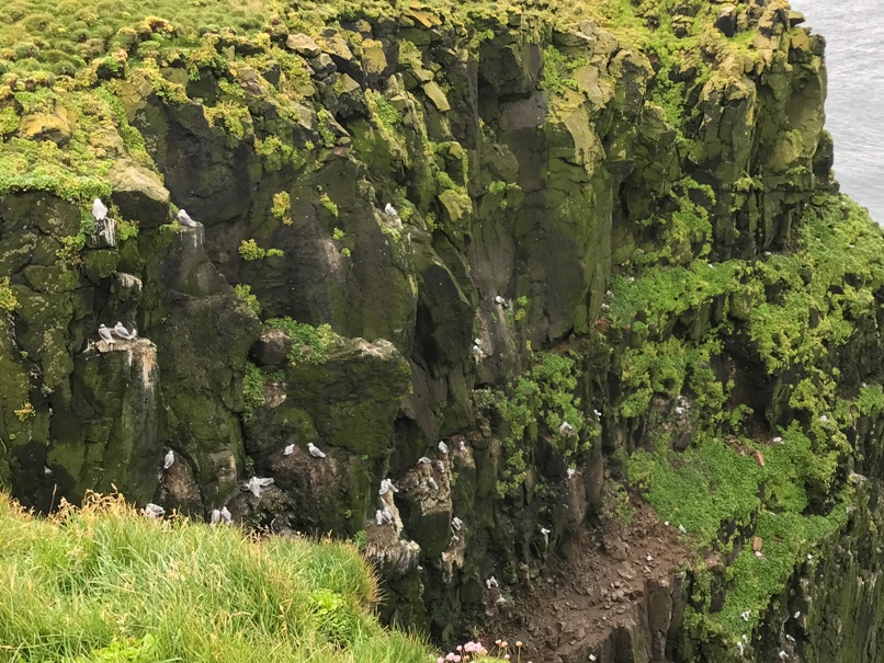 Latrabjarg Bird Cliffs