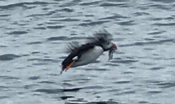 puffin tour