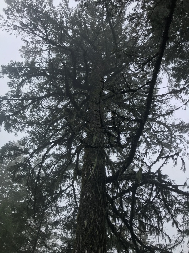 Experimental Spur Tree