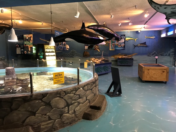 Marine Life Gallery
