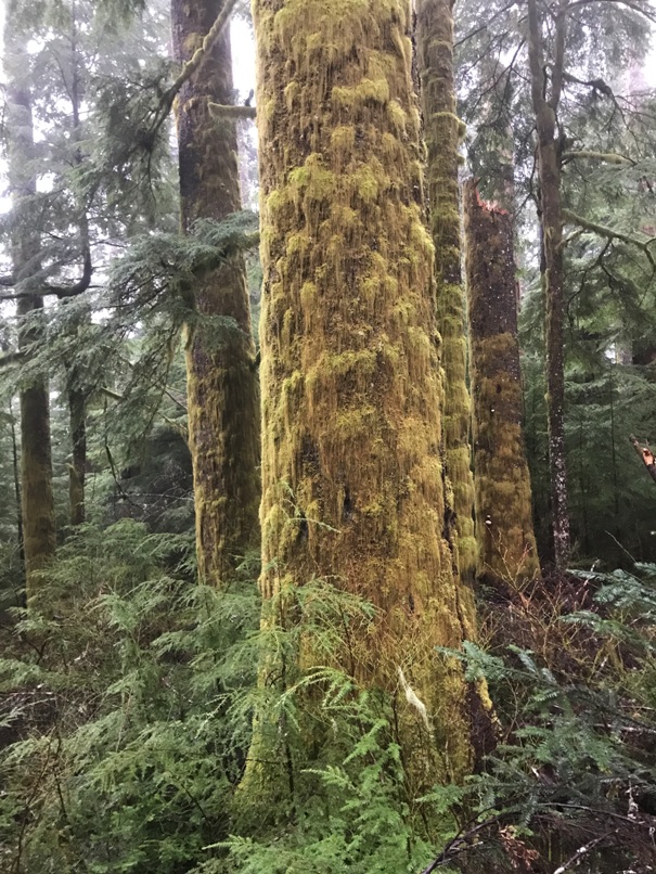 tree moss