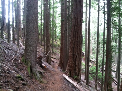 olympic national park