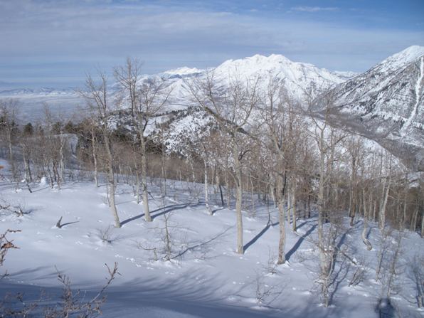 aspen trees