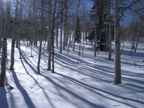 Aspens of Maple Peak