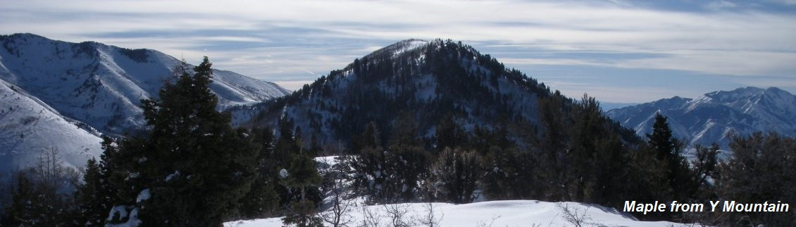 Maple from Y Mountain