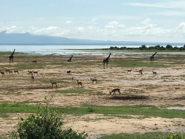 Lake Manyara National Park    