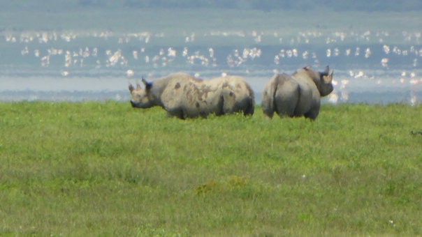 Black Rhinoeros
