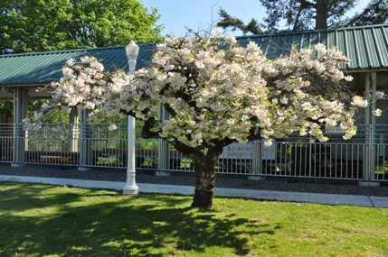 dupont cherry trees