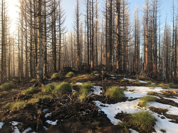 Timbered Peak summit