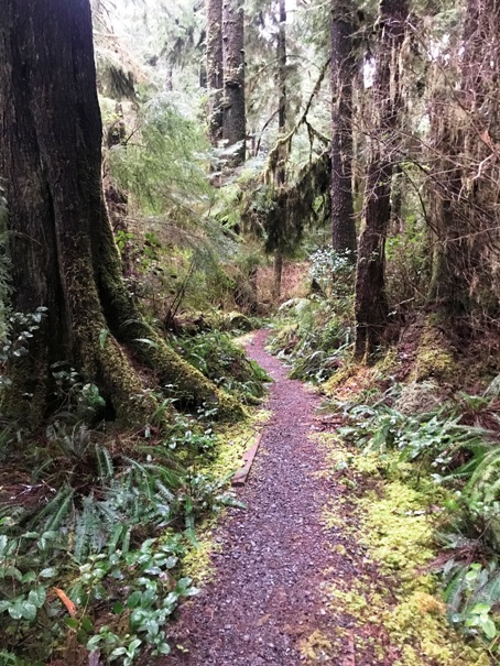 Kalaloch Creek Nature Trail