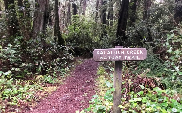 Kalaloch Creek Nature Trail