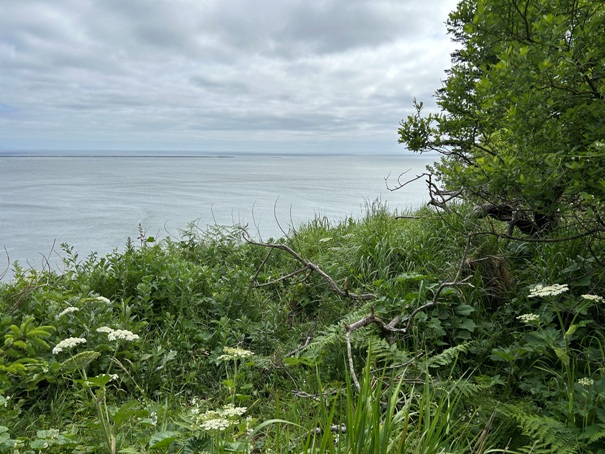 cape disappointment 