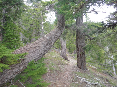 Long Ridge Trail