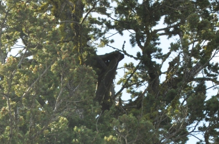 Crows nest 