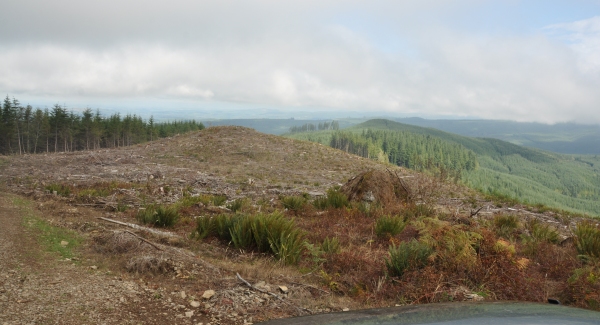 weyerhaeuser tree farm