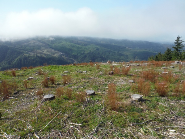 vail tree farm