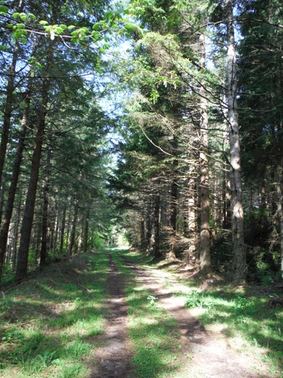 vail tree farm