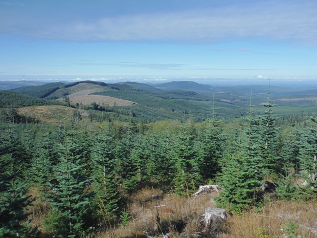 tree farm