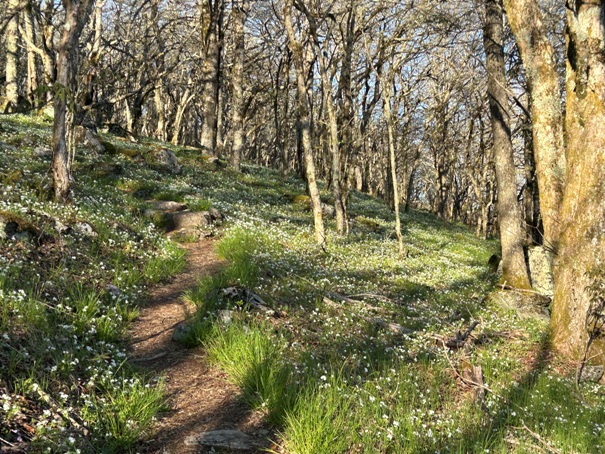 appalachian trail