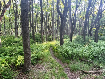 Appalachian Trail