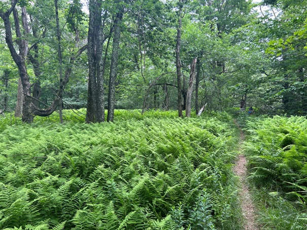 Becket Mountain 