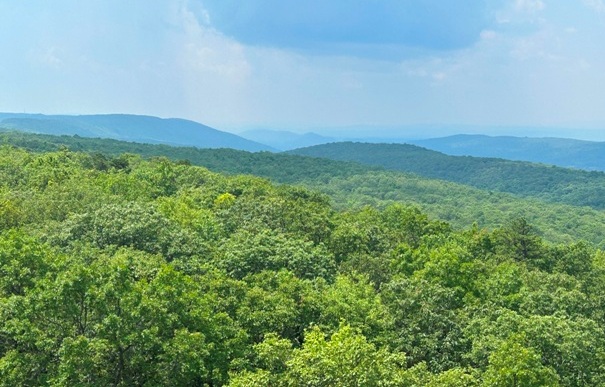 Catfish Fire Tower