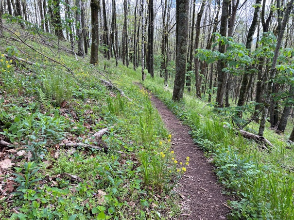 chestnut knob