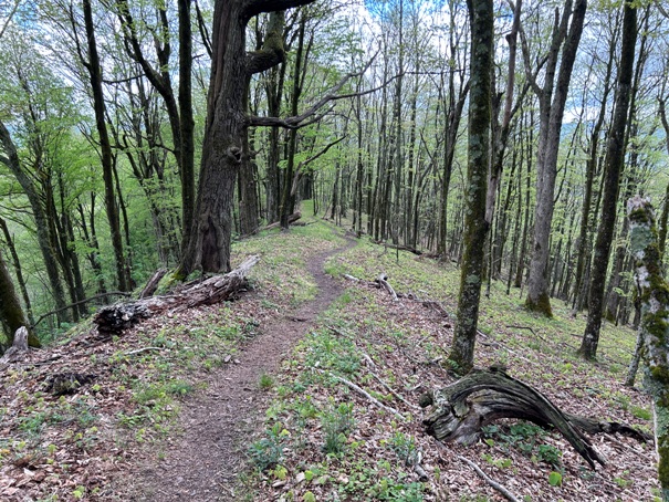 chestnut knob