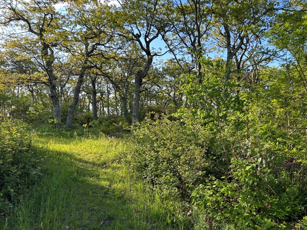 hogback mountain