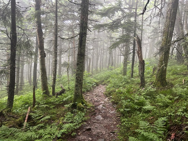 Killington Peak trail