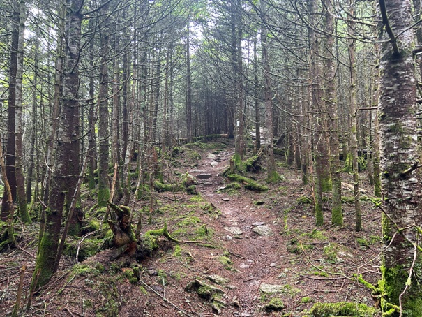 Killington Peak trail