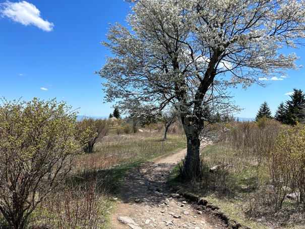 grayson highlands