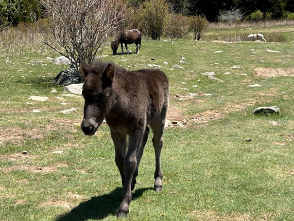 Wild ponies