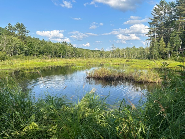 Beaver Pond