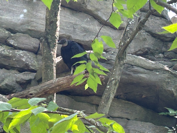 Turkey Vulture 