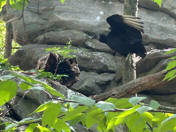 Turkey Vulture 