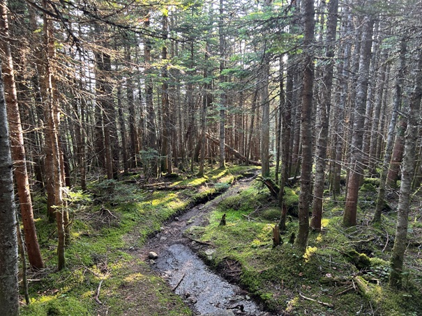 Appalachian Trail 