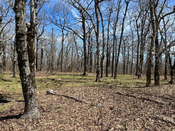 Springer Mountain 