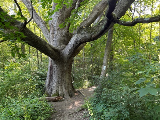 Big Oak Tree