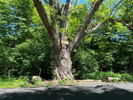 Dover Oak