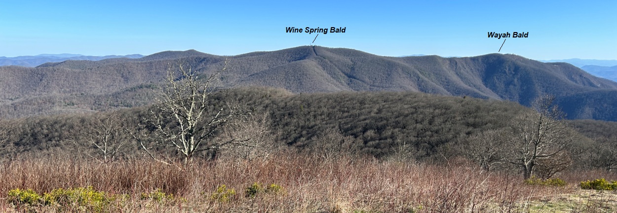 Wine Spring Bald 