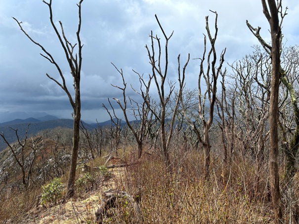 Standing Indian Mountain 